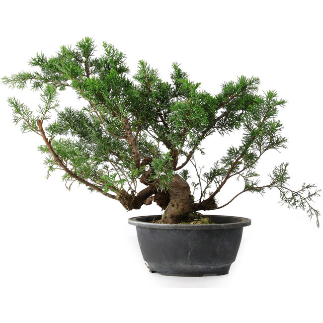 Juniperus chinensis, 29,5 cm, ± 18 years old