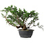 Juniperus chinensis, 29,5 cm, ± 18 ans