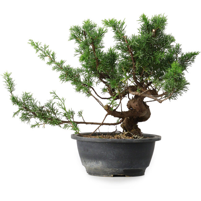 Juniperus chinensis, 26 cm, ± 18 anni