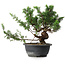 Juniperus chinensis, 26 cm, ± 18 ans