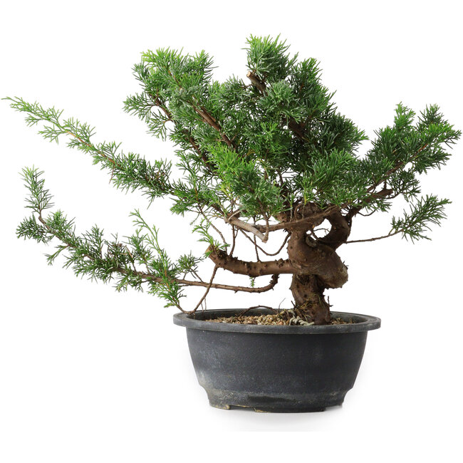 Juniperus chinensis, 26 cm, ± 18 años