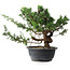 Juniperus chinensis, 26 cm, ± 18 ans