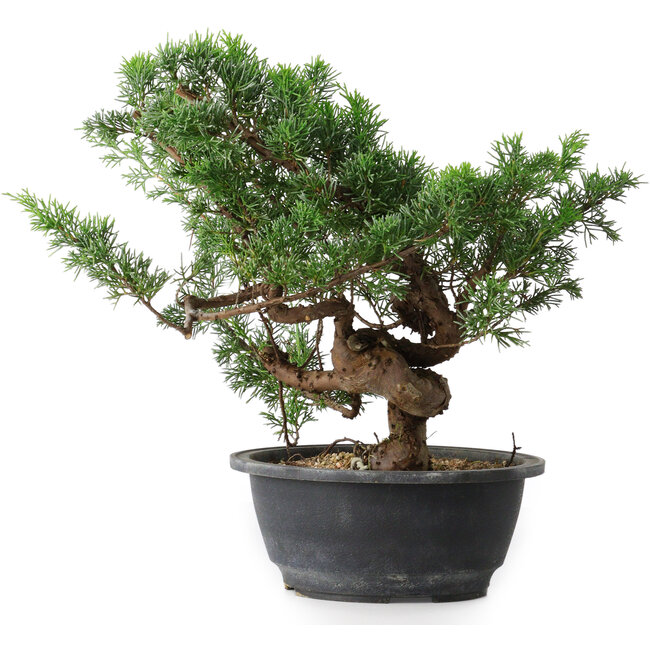 Juniperus chinensis, 26 cm, ± 18 Jahre alt