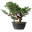 Juniperus chinensis, 26 cm, ± 18 anni