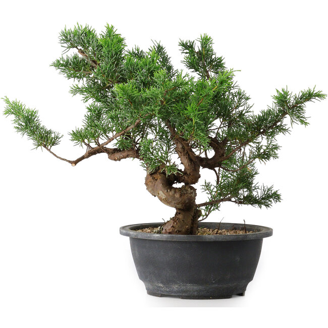 Juniperus chinensis, 26 cm, ± 18 jaar oud