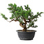 Juniperus chinensis, 26 cm, ± 18 ans