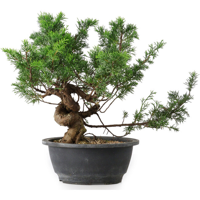 Juniperus chinensis, 26 cm, ± 18 años