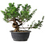 Juniperus chinensis, 26 cm, ± 18 ans