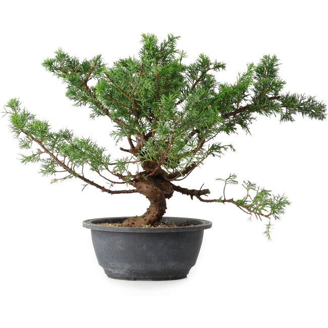 Juniperus chinensis, 29,5 cm, ± 18 anni