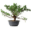 Juniperus chinensis, 29,5 cm, ± 18 ans