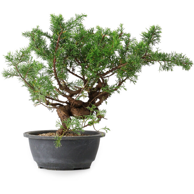 Juniperus chinensis, 29,5 cm, ± 18 años