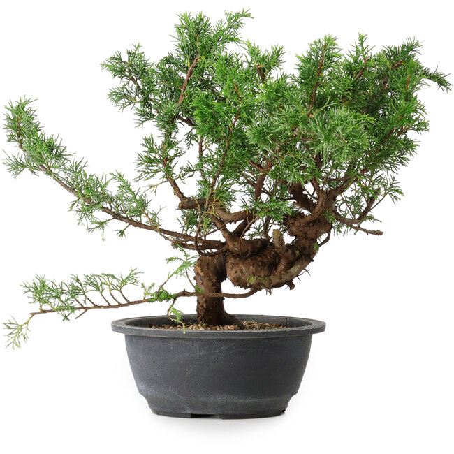 Juniperus chinensis, 29,5 cm, ± 18 años