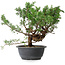 Juniperus chinensis, 29,5 cm, ± 18 years old