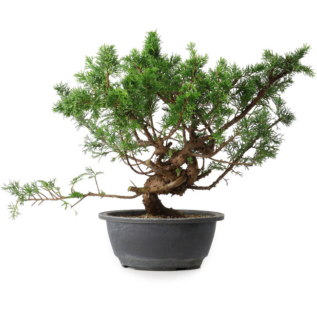 Juniperus chinensis, 29,5 cm, ± 18 years old