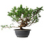 Juniperus chinensis, 29,5 cm, ± 18 ans
