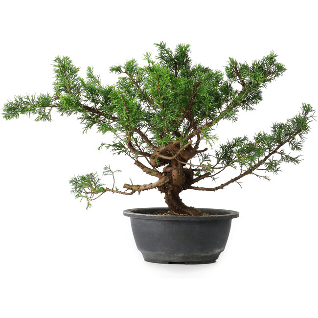 Juniperus chinensis, 29,5 cm, ± 18 years old