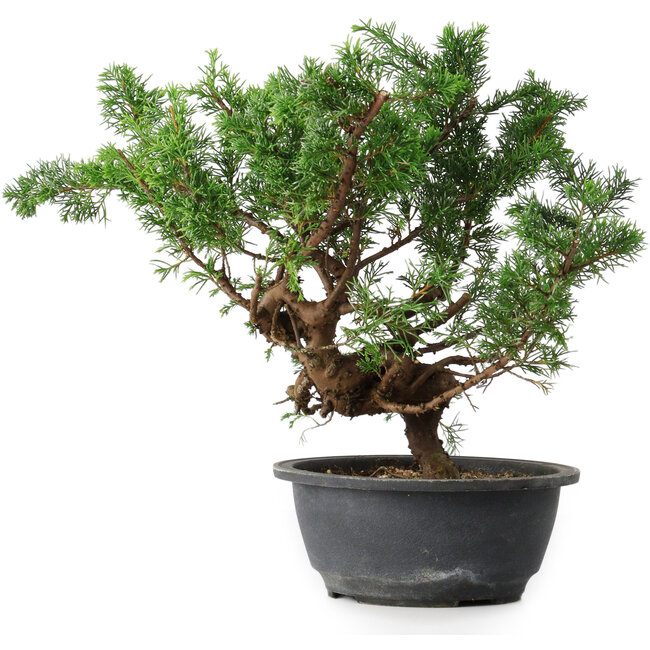 Juniperus chinensis, 29,5 cm, ± 18 years old