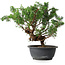 Juniperus chinensis, 29,5 cm, ± 18 ans
