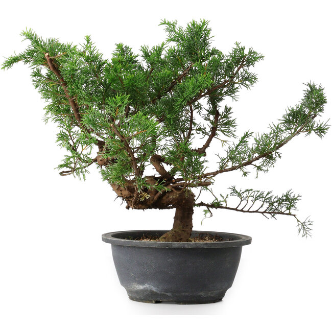 Juniperus chinensis, 29,5 cm, ± 18 ans
