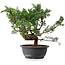 Juniperus chinensis, 29,5 cm, ± 18 years old