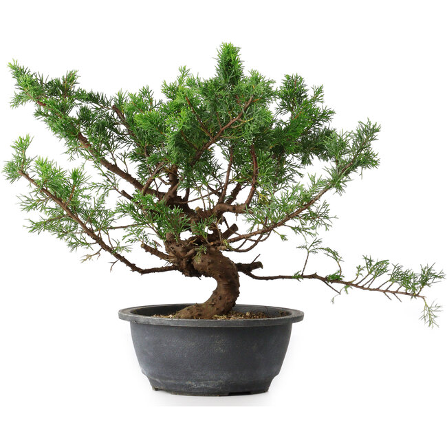 Juniperus chinensis, 29,5 cm, ± 18 ans