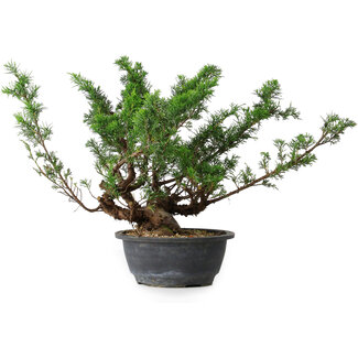 Juniperus chinensis, 29,5 cm, ± 18 ans