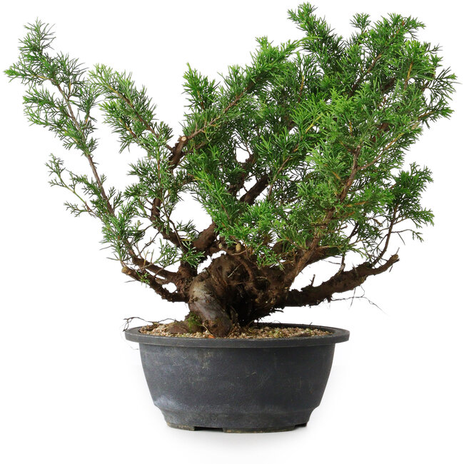 Juniperus chinensis, 29,5 cm, ± 18 anni