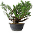 Juniperus chinensis, 29,5 cm, ± 18 years old