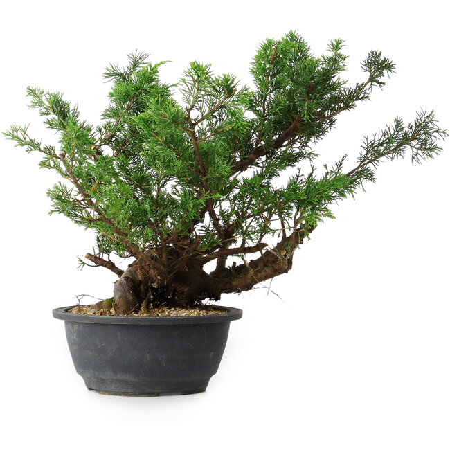 Juniperus chinensis, 29,5 cm, ± 18 years old