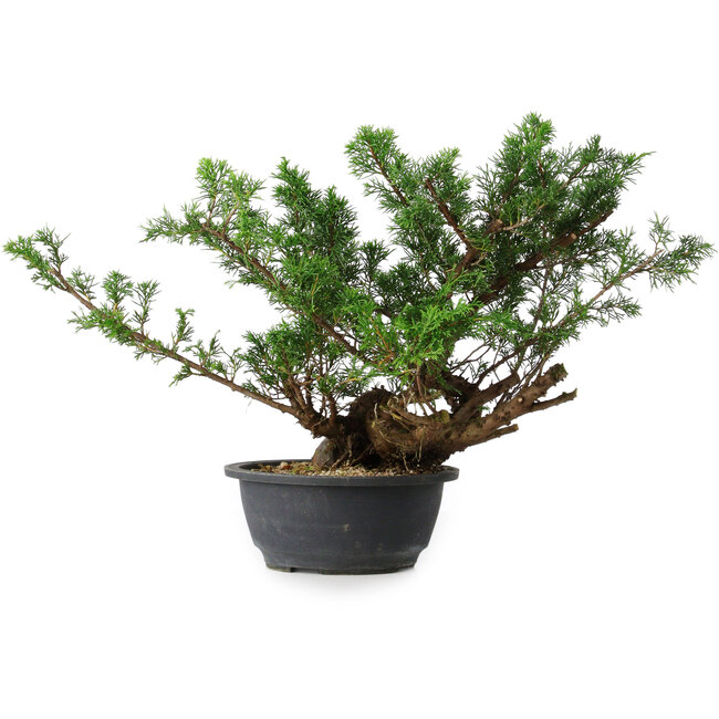 Juniperus chinensis, 29,5 cm, ± 18 anni