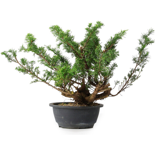 Juniperus chinensis, 29,5 cm, ± 18 anni