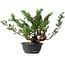 Juniperus chinensis, 29,5 cm, ± 18 ans