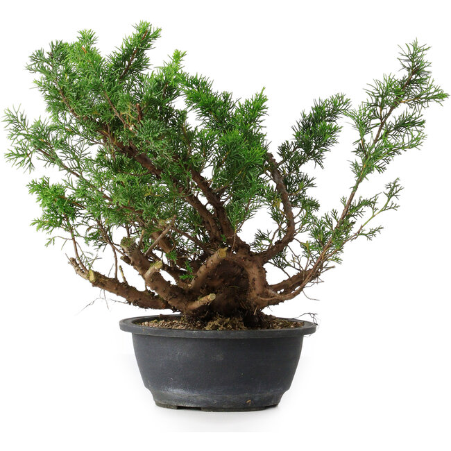 Juniperus chinensis, 29,5 cm, ± 18 ans