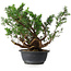 Juniperus chinensis, 29,5 cm, ± 18 anni