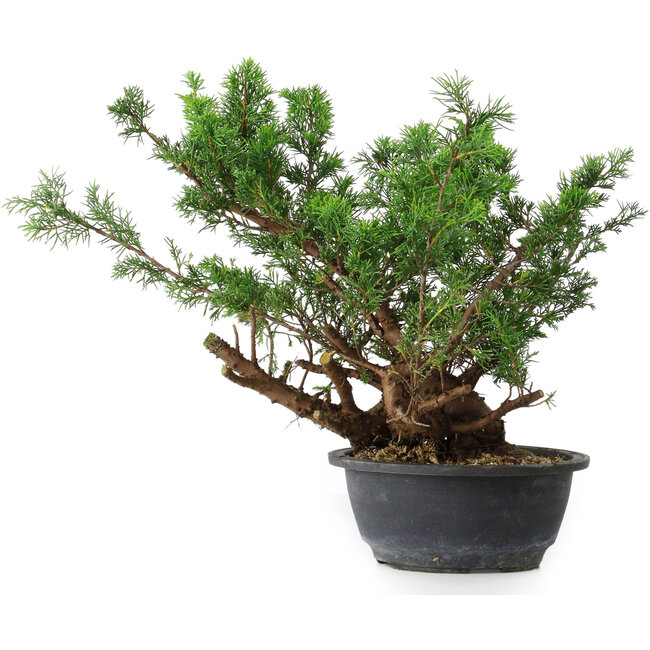 Juniperus chinensis, 29,5 cm, ± 18 anni