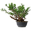 Juniperus chinensis, 29,5 cm, ± 18 ans