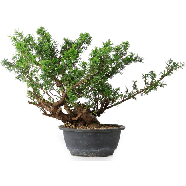 Juniperus chinensis, 29,5 cm, ± 18 años