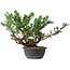 Juniperus chinensis, 29,5 cm, ± 18 ans