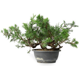 Juniperus chinensis, 25,5 cm, ± 18 ans