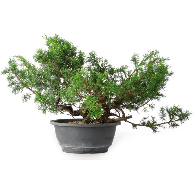 Juniperus chinensis, 25,5 cm, ± 18 years old