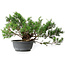 Juniperus chinensis, 25,5 cm, ± 18 years old