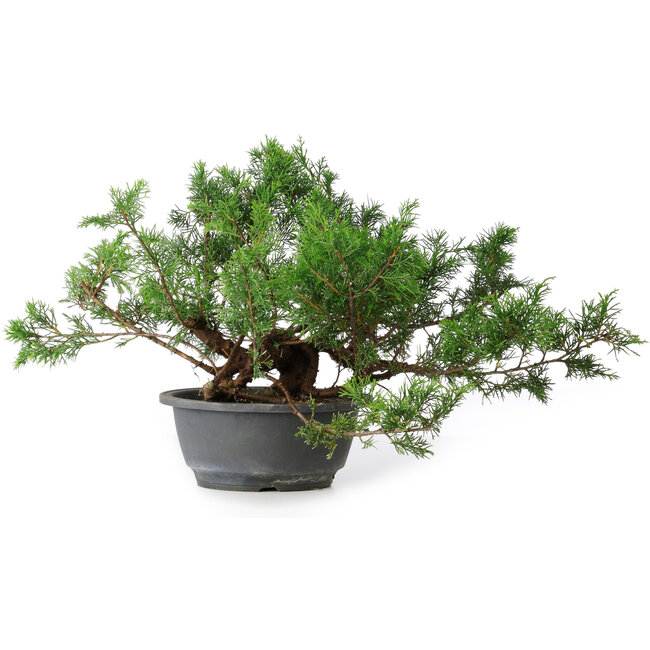 Juniperus chinensis, 25,5 cm, ± 18 años