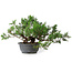 Juniperus chinensis, 25,5 cm, ± 18 ans