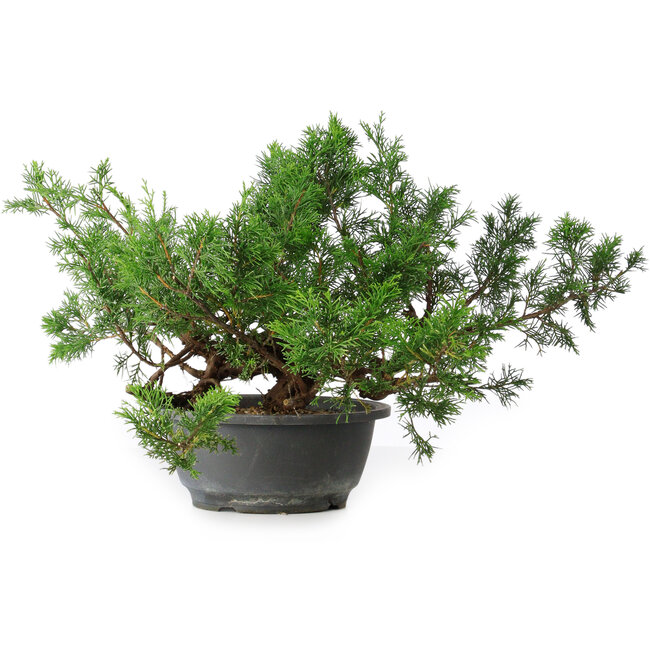 Juniperus chinensis, 25,5 cm, ± 18 años