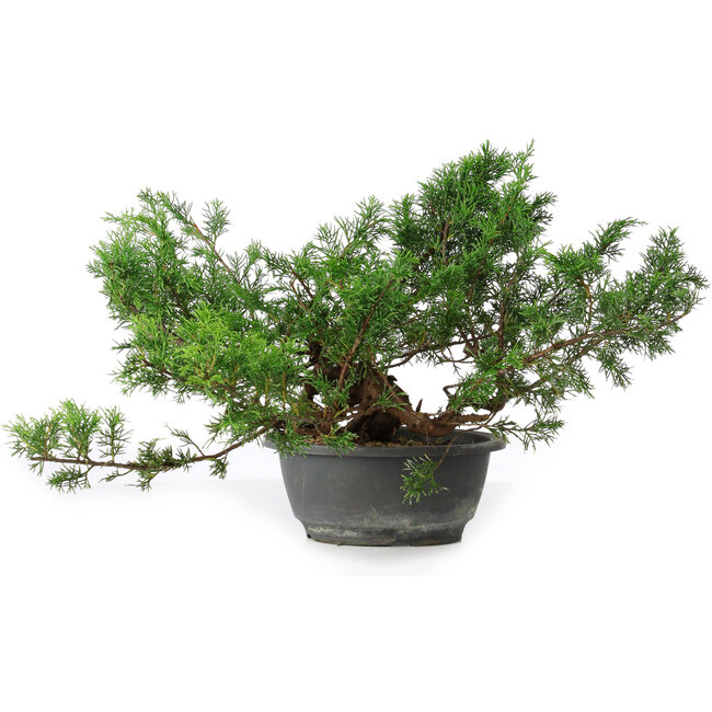 Juniperus chinensis, 25,5 cm, ± 18 ans