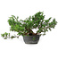 Juniperus chinensis, 25,5 cm, ± 18 years old