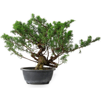Juniperus chinensis, 31,5 cm, ± 18 ans