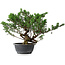 Juniperus chinensis, 31,5 cm, ± 18 ans