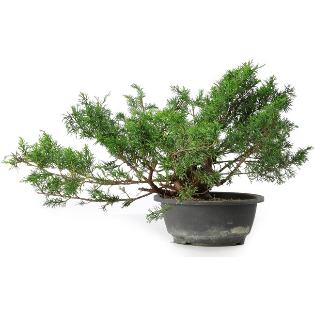 Juniperus chinensis, 25,5 cm, ± 18 anni