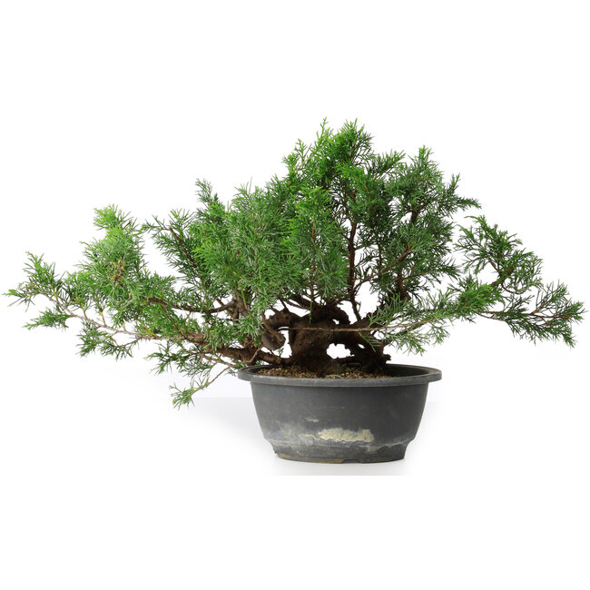 Juniperus chinensis, 25,5 cm, ± 18 anni